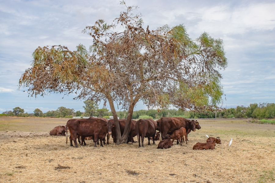 6 Bedroom Property for Sale in Lyndoch Western Cape